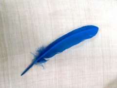 Pluma de pavo  20-30 cm aprox