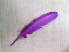 Pluma de pavo  20-30 cm aprox