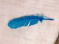 Pluma de pavo  20-30 cm aprox