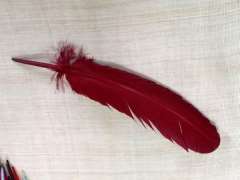 Pluma de pavo  20-30 cm aprox