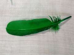 Pluma de pavo  20-30 cm aprox