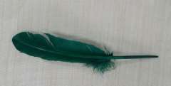 Pluma de pavo  20-30 cm aprox