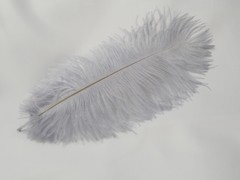 Pluma avestruz 30 cm aprox.