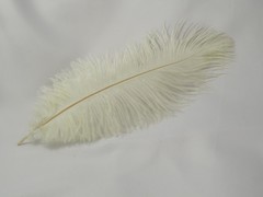 Pluma avestruz 30 cm aprox.