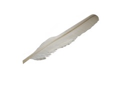 Special duck feather